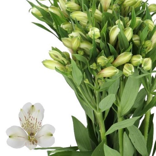 ALSTROEMERIA WHITE SWAN