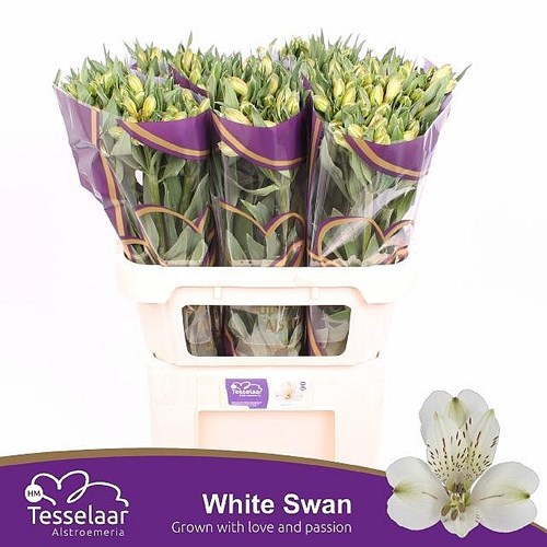 ALSTROEMERIA WHITE SWAN 75cm 80gm | Wholesale Dutch Flowers