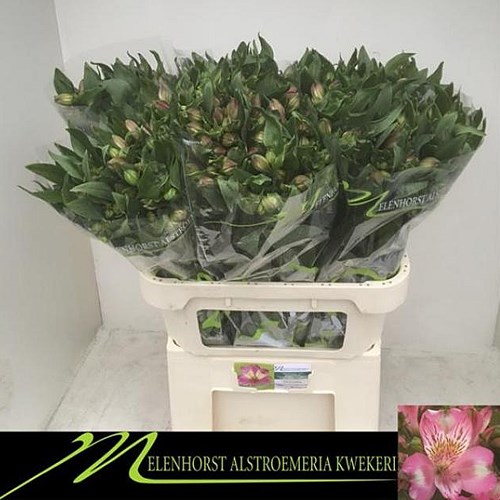 ALSTROEMERIA ZAHIRI