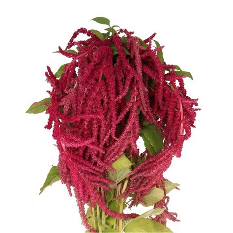 AMARANTHUS CAUDATUS LOVE LIES BLEEDING