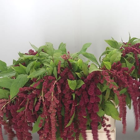 AMARANTHUS CAUDATUS RED