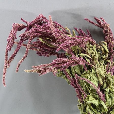 AMARANTHUS CAUDATUS RED (DRIED)
