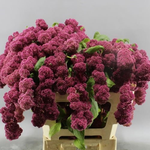 AMARANTHUS CAUDATUS ROSARY