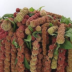 AMARANTHUS CORAL FOUNTAIN