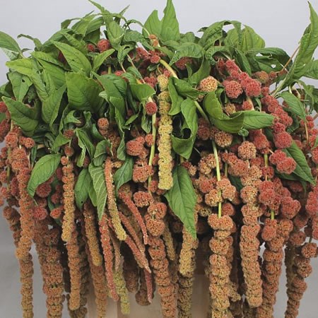AMARANTHUS CORAL FOUNTAIN