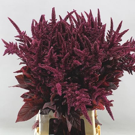 AMARANTHUS CRUEN VELVET