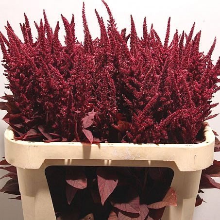 AMARANTHUS CRUEN VELVET