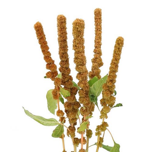 AMARANTHUS DICK W GOLD FINGER