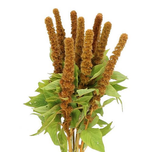 AMARANTHUS DICK W MANDELA