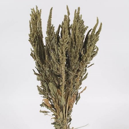 AMARANTHUS GREEN (DRIED)