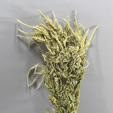 AMARANTHUS GREEN (DRIED)