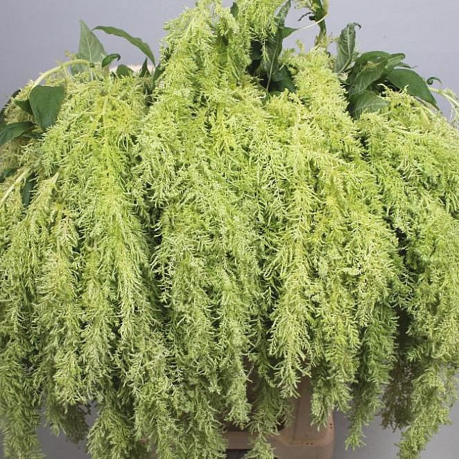 AMARANTHUS GREEN SPIDER