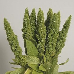 AMARANTHUS GREEN (UPRIGHT)