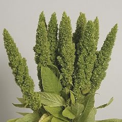 AMARANTHUS GREEN (UPRIGHT)