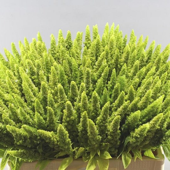 AMARANTHUS GREEN (UPRIGHT)