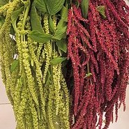 AMARANTHUS HANGING MIX