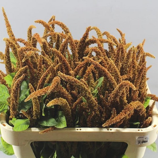 AMARANTHUS HOT BISCUITS