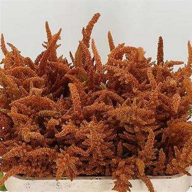 AMARANTHUS HOT BISCUITS