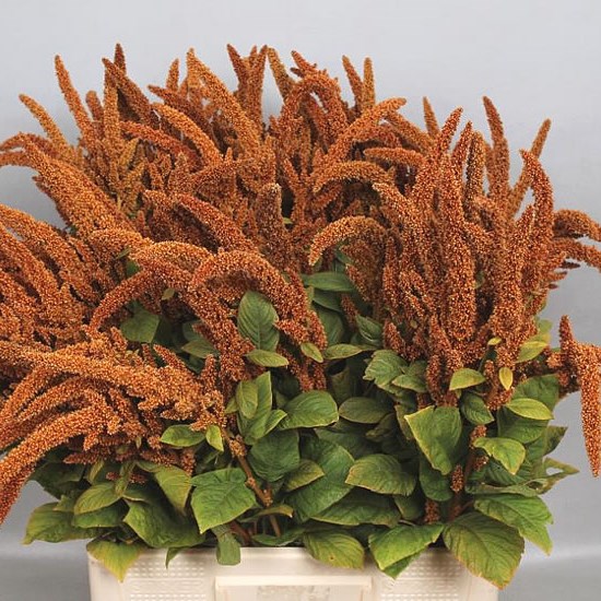 AMARANTHUS HOT BISCUITS