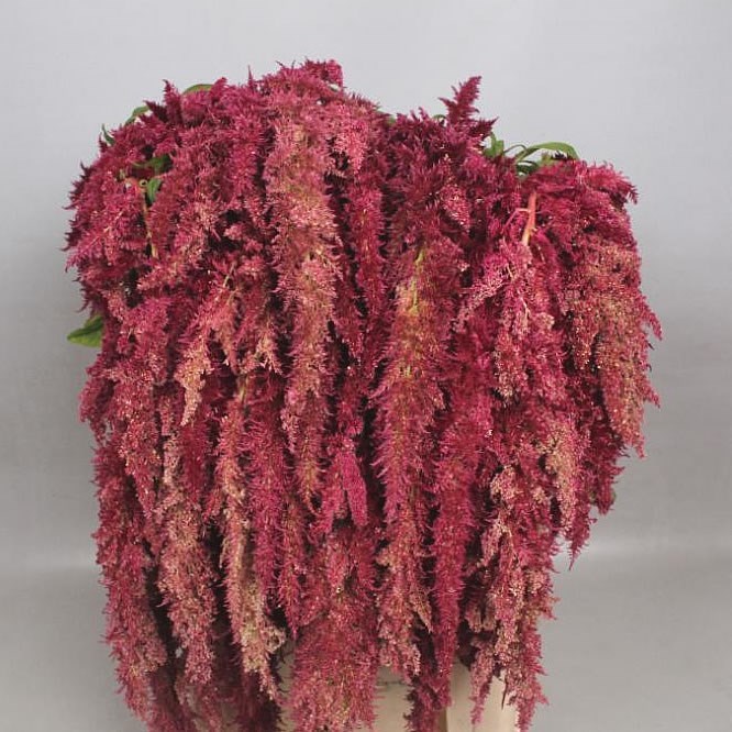 AMARANTHUS MAGIC SPIDER