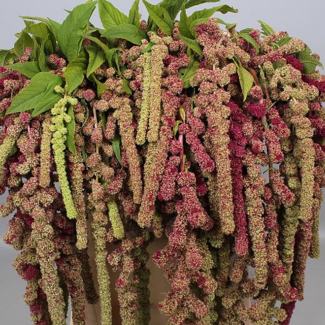 AMARANTHUS MIRA