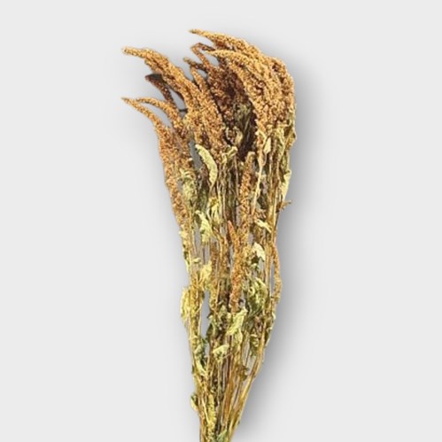 AMARANTHUS ORANGE (DRIED)