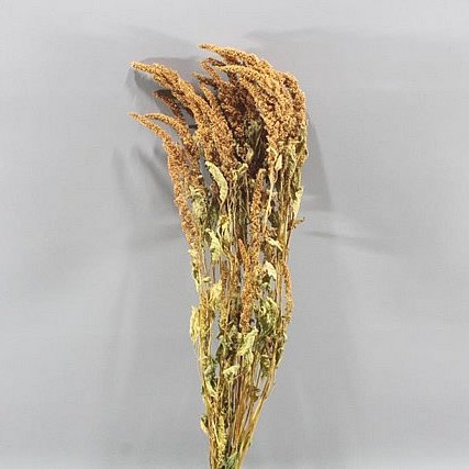 AMARANTHUS ORANGE (DRIED)