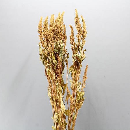 AMARANTHUS ORANGE (DRIED)