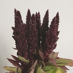 AMARANTHUS RED