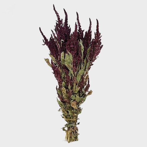 Amaranthus Red (Dried)