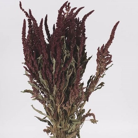 AMARANTHUS RED (DRIED)
