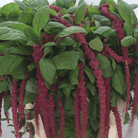 AMARANTHUS RED HANGING