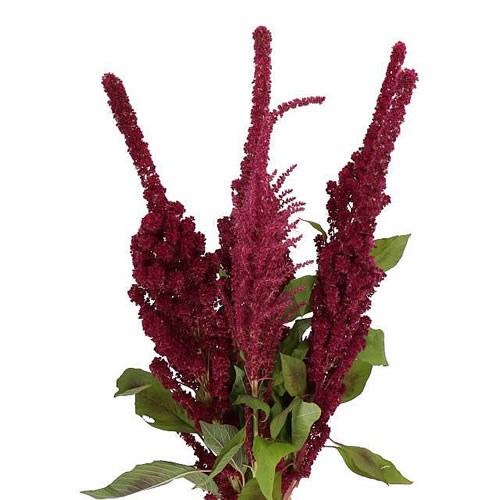 AMARANTHUS RED TOWER