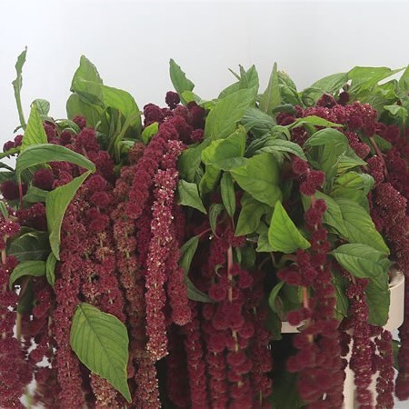 AMARANTHUS ROSARY