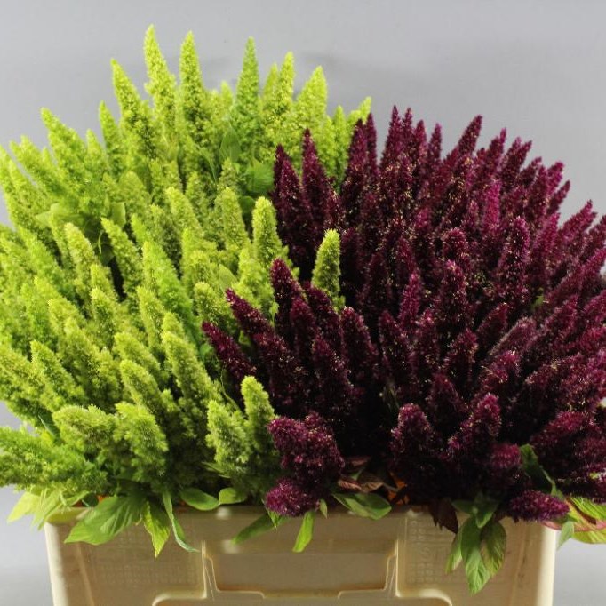 AMARANTHUS UPRIGHT MIX (RED & GREEN)