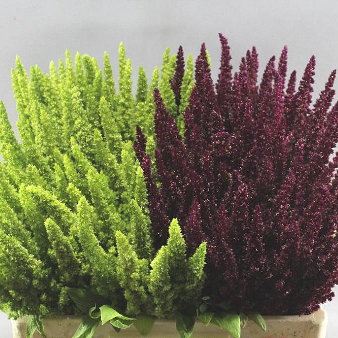 AMARANTHUS UPRIGHT MIX (RED & GREEN)