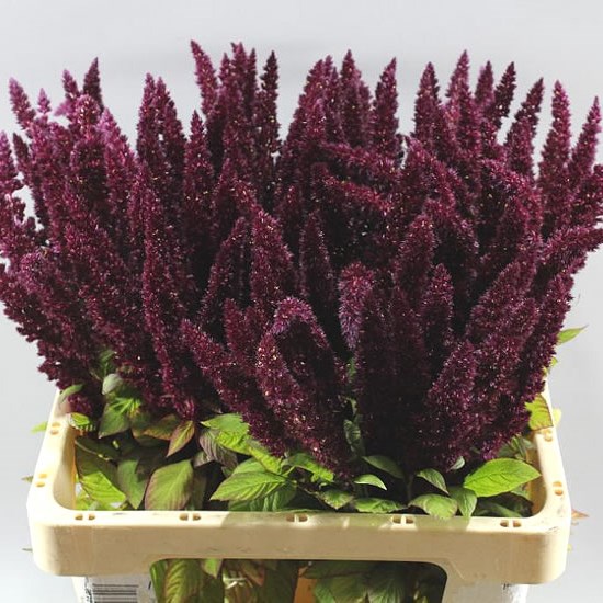 AMARANTHUS UPRIGHT RED