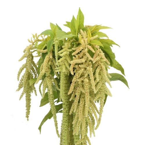 AMARANTHUS VIRIDIS