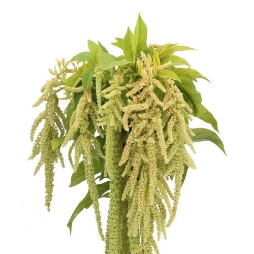 AMARANTHUS VIRIDIS