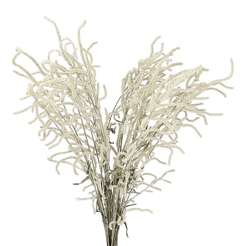 AMARANTHUS YEARMING DESERT CREAM
