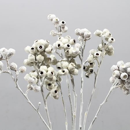 AMBERNUT WHITE WASHED