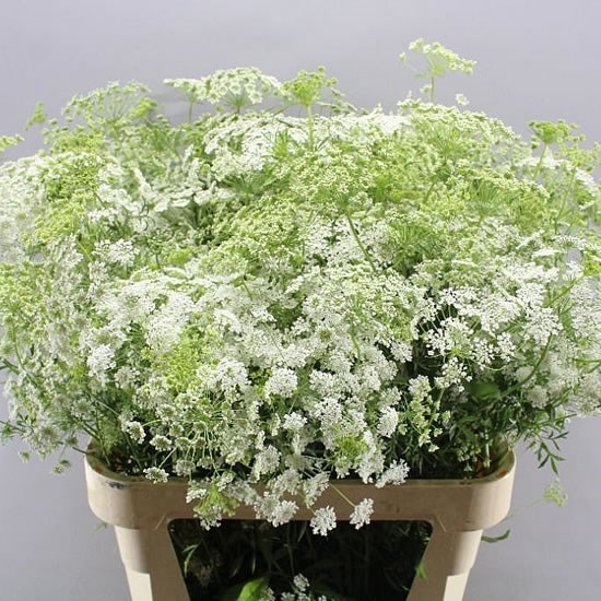AMMI MAJUS GRACELAND