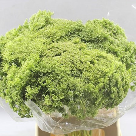 AMMI MAJUS GREEN MIST