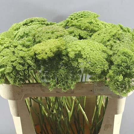 AMMI MAJUS GREEN MIST
