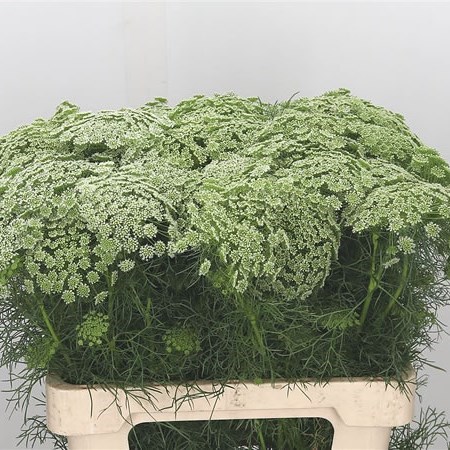 AMMI VISNAGA CASABLANCA