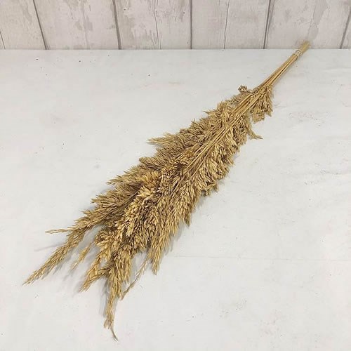 AMPELODESMOS (Dried)
