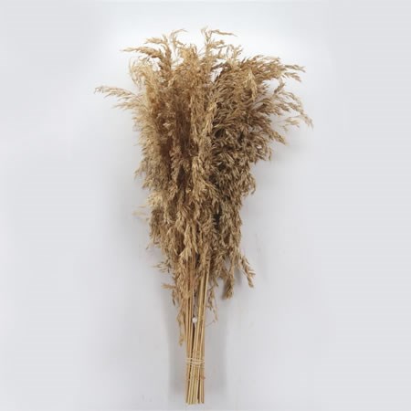 AMPELODESMOS (Dried)