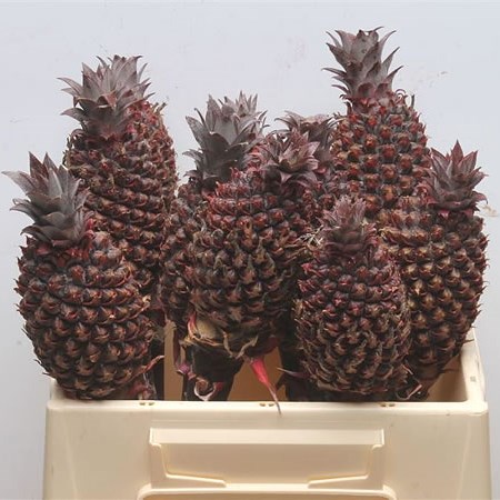 ANANAS CHOCO (PINEAPPLE FLOWERS)