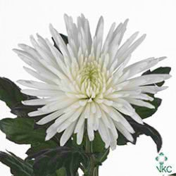 CHRYSANT SGL. ANASTASIA WHITE