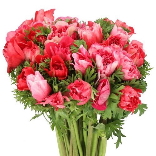 ANEMONE CARILLON RED